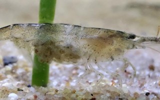 黑殼蝦多久可以發(fā)育成熟，出生2-3個(gè)月就可以發(fā)育成熟