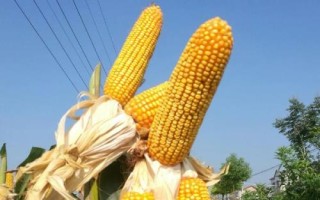 科育2023玉米種子特征特性，大喇叭口期期注意防治玉米螟