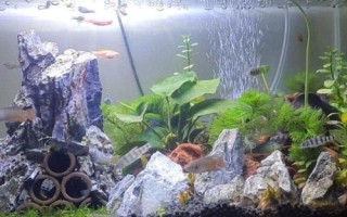 魚入缸幾天放硝化細(xì)菌，先養(yǎng)水再放魚