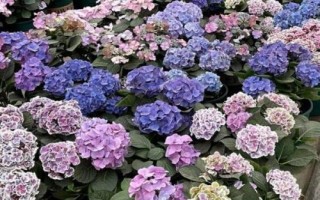 冬季室外養(yǎng)花暖棚的注意事項(xiàng)，防止直接用自來水澆花