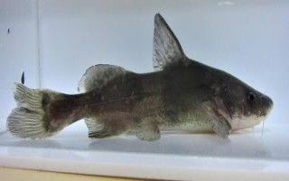 江團魚是什么魚，是底棲性魚類