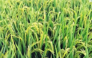 川江優(yōu)2號水稻品種簡介，全生育期為152.5天