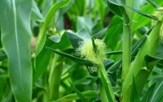 德白糯1號(hào)玉米種子介紹，在中上等肥力地塊種植