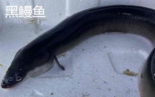黑鰻魚和黃鰻魚的區(qū)別，顏色存在明顯差異
