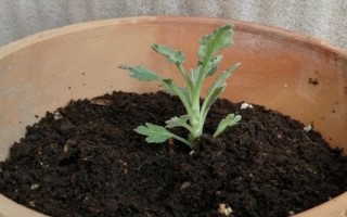 多頭小菊的種植方法，可選擇在春秋兩季進行