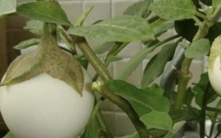 怎么種植蛋樹，浸種晾曬后再播種