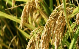 鑫豐優(yōu)989水稻種子特點(diǎn)，孕穗期每畝施鉀肥5～10千克