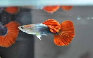 孔雀魚趴在缸底不動的原因及解決辦法，水溫、環(huán)境或者疾病都有可能