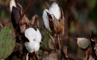 子鼎6號棉花品種的特性，為Ⅱ型早熟常規(guī)陸地棉品種標準