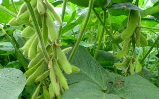 中黃58（中作06-39）大豆品種簡介，種植密度每畝3-5萬株