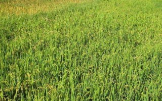 富兩優(yōu)508水稻種子特征特性，一般在4月下旬至5月上旬播種