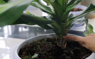 盆栽巴西木要注意什么，早春要更換盆土
