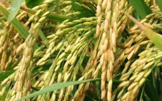 錫稻1號水稻品種的特性，綜合防治的方針