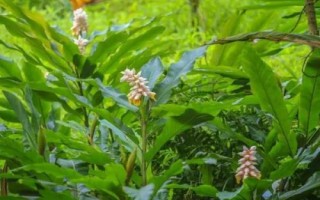 豆蔻的特點(diǎn)，是生活中常見的一種調(diào)料