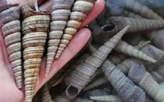 10種動(dòng)物的繁殖方式，不同種類的繁殖方式各有差異