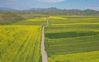 金諾麥2號(hào)小麥種子特征特性，適宜播期10月5～15日