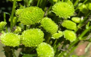 多頭小菊的種植方法，可選擇在春秋兩季進行