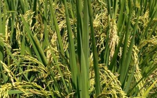 云資粳84號(hào)水稻種子特征特性，全生育期195.3天