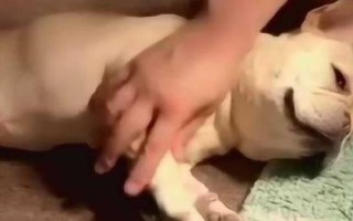 怎么幫狗狗按摩，分為頭部按摩、耳部按摩、背部按摩、肩部按摩等