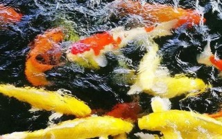 錦鯉不動(dòng)飄在水中的原因，可能已經(jīng)進(jìn)入睡眠狀態(tài)