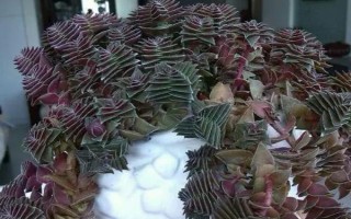 茜之塔多肉有沒(méi)有毒，植株不帶有任何毒性