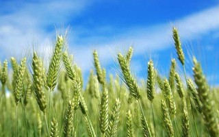 龍輻麥17小麥品種的特性，在適應(yīng)區(qū)3月末至4月初播種