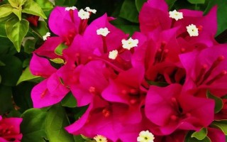 三角梅夏天怎么養(yǎng)開(kāi)花多，保證光照充足是關(guān)鍵