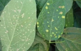 大豆霜霉病，主要危害大豆的幼苗、葉片、種子