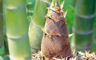 怎么養(yǎng)觀賞竹子，喜半陰的光照環(huán)境