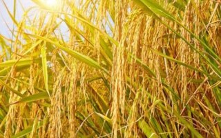 華兩優(yōu)2834水稻種子特點(diǎn)，全生育期138.2天