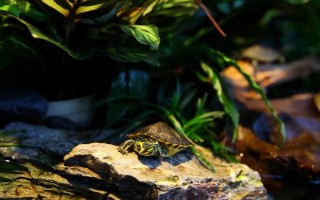 能不能用深水飼養(yǎng)烏龜，豬鼻龜、麝香龜?shù)绕贩N可以養(yǎng)在深水缸中
