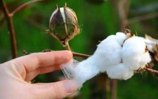 國欣棉34棉花品種的特性，轉(zhuǎn)基因抗蟲雜交棉品種