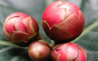 茶花的花苞干枯的原因，可能是環(huán)境不適宜或花苞缺水等