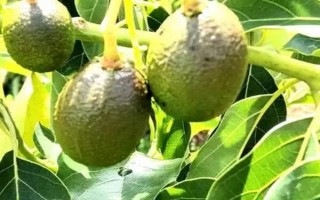 胖大海的收獲時間，春季種植的4-6月便可收獲