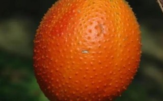 木鱉果是什么水果，是一種多年生藤本植物的果實