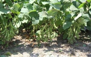 阜豆163大豆種子介紹，中熟夏大豆品種