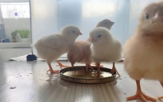 小雞的飼養(yǎng)要點，根據(jù)當前日齡調(diào)整溫度