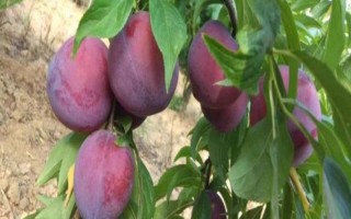 極早熟杏李風(fēng)味玫瑰的特點，含糖量高于任何杏、李品種