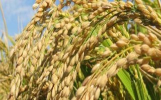 德盈418（試驗名稱：德盈418）水稻品種簡介，每畝施尿素8千克