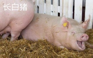 豬有哪些品種，包括杜洛克、成華豬、大白豬、長(zhǎng)白豬等種類