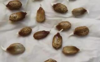 種植苦瓜的時間和方法，北方地區(qū)3-4月份可在棚內(nèi)育苗、長江流域在3月份播種