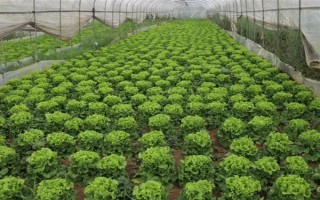 哪些蔬菜可以在6月份種植，適合選擇黃瓜、番茄、豇豆等品種