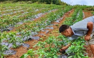 辣椒幾月種植合適，適合在3-4月份種植