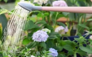 過年養(yǎng)哪些花喜慶，推薦報春花、蝴蝶蘭等