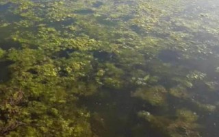 小龍蝦池塘爆發(fā)青苔如何處理，數(shù)量較少時可人工捕撈