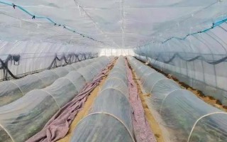 棚室更茬換季要注意什么，為圖省事將殘株雜草翻入地中容易引發(fā)病蟲害