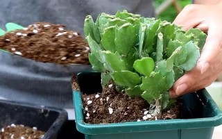 蟹爪蘭春天如何施肥，追肥盡量選擇復(fù)合型花肥