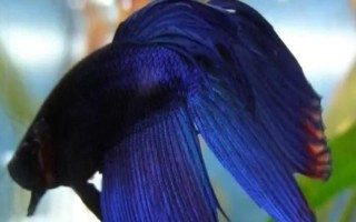 馬尾斗魚如何鑒別公母，公魚的魚鰭較大且長、母魚的魚鰭較短小