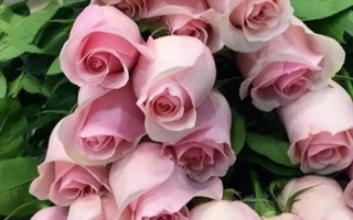 什么是粉玫瑰，屬于薔薇目、薔薇科直立灌木