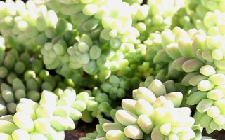 怎么養(yǎng)多肉玉墜，適宜生長溫度在20℃左右